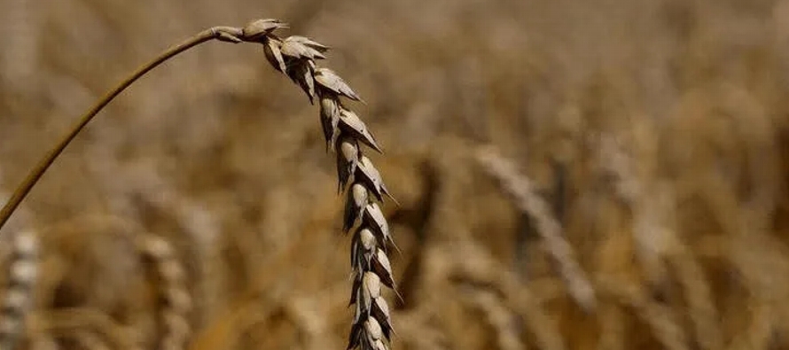 Las exportaciones de grano del país se han desplomado desde el inicio de la guerra debido a...