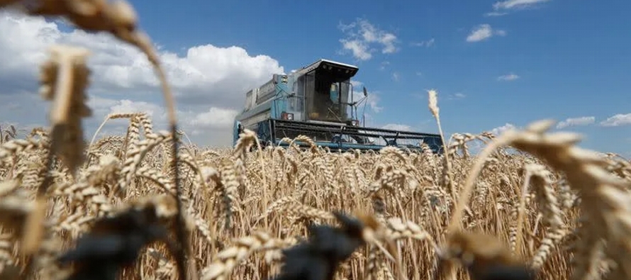El ministro de Agricultura, Mykola Solsky, dijo el mes pasado que la superficie de trigo de...