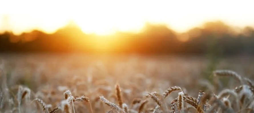 Los agricultores esperan un mejor clima para las siembras de soja que están en marcha,...
