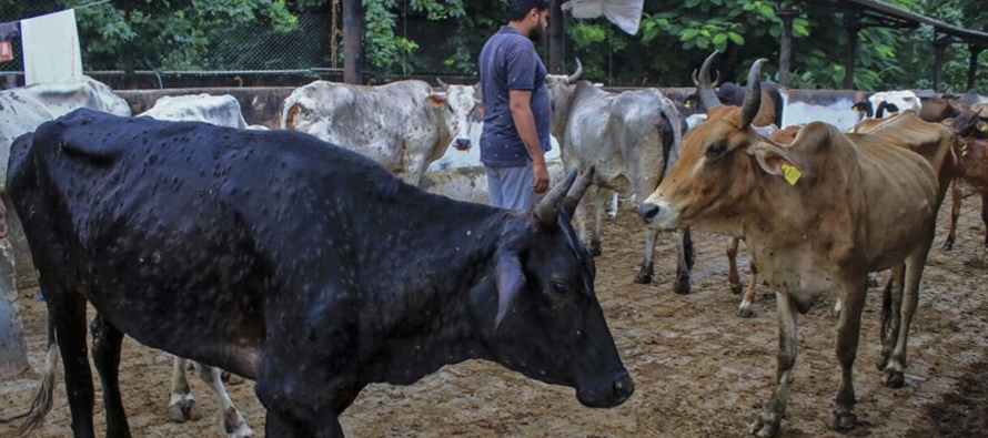 Virus ha matado 100,000 cabezas de ganado en la India