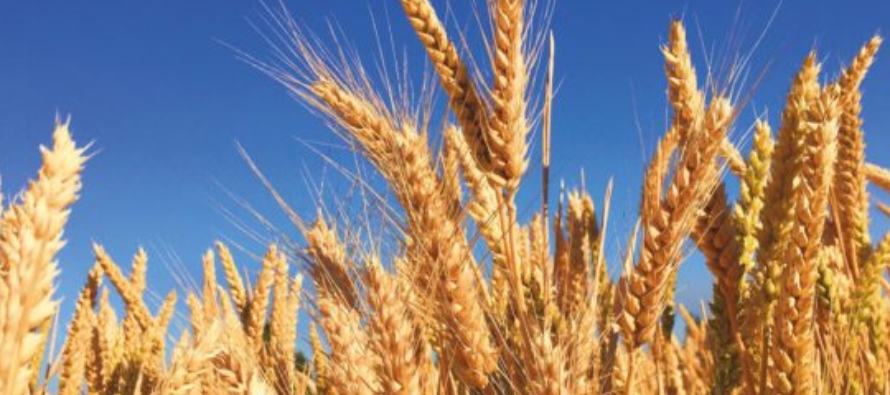 Los futuros del trigo de la Bolsa de Chicago subieron un 4,5% hasta su máximo desde el 29 de...