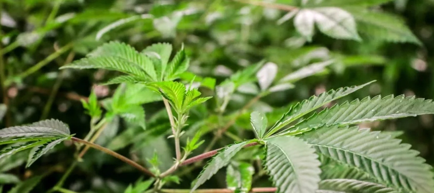 En 2017 el Parlamento argentino aprobó una ley que permitió el cultivo de cannabis...