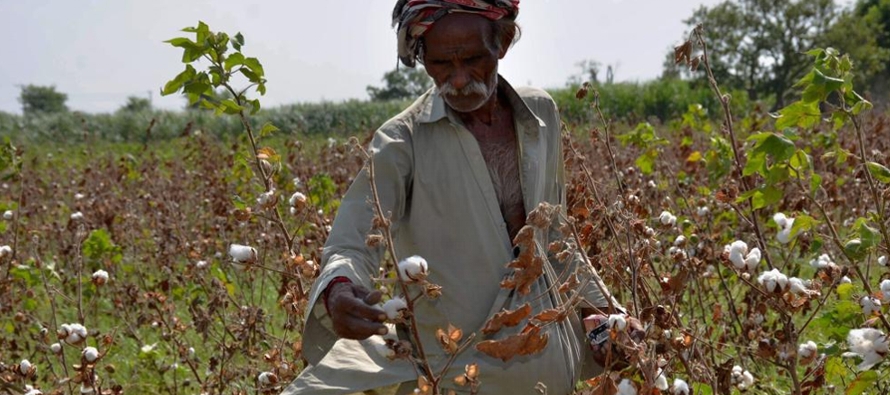 Según las autoridades, casi el 15% de la cosecha de arroz de Pakistán y el 40% de su...