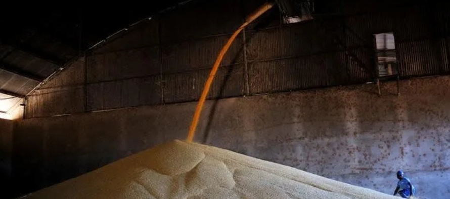 La cuota para las importaciones de trigo en 2023 se fijó en 9,636 millones de toneladas,...