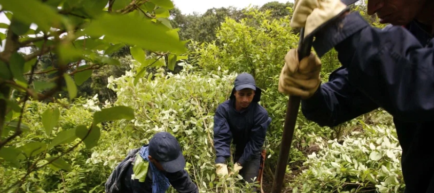 Los cultivos de coca en Colombia crecieron un 43 % en 2021, año en que fueron registradas...