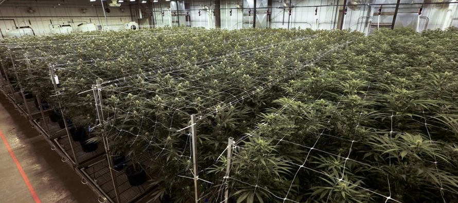Tras las votaciones, 21 estados han autorizado el consumo recreativo del cannabis.
