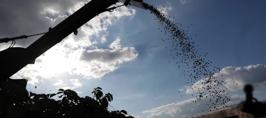 El año pasado la potencia suramericana exportó 40,3 millones de sacos del grano, un...