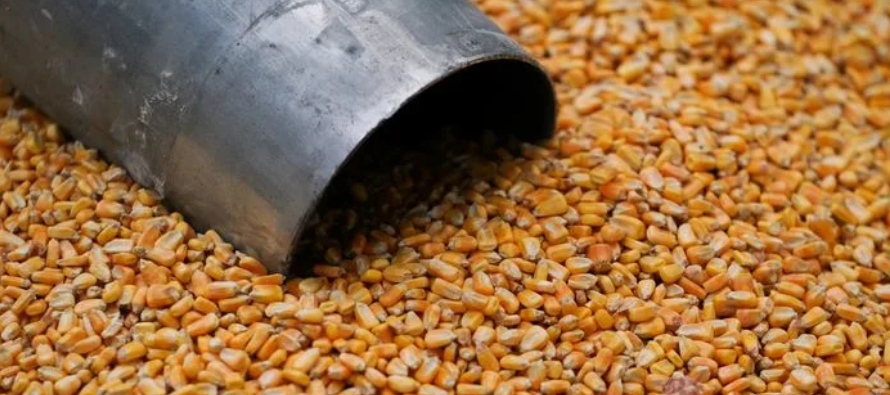 * El maíz a diciembre en la Junta de Chicago cayó 0,75 centavos a 6,5725...