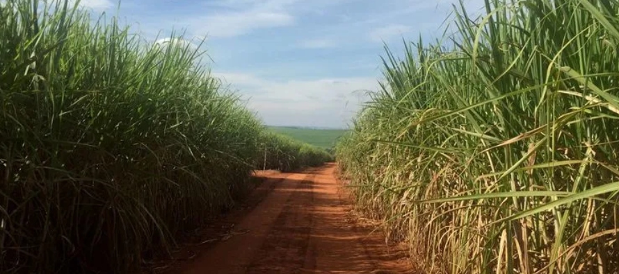 El país asiático es uno de los mayores importadores de azúcar del planeta, con...