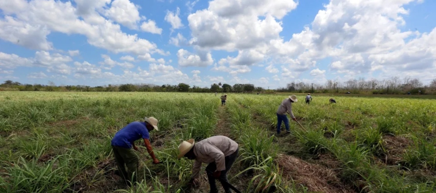 La cosecha de azúcar de Cuba 2022-2023 arrancó este viernes con la meta de producir...