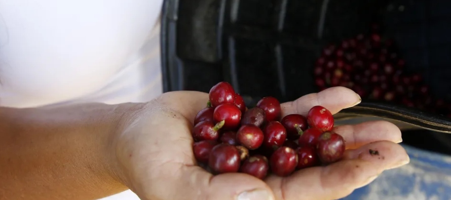 Gremio cafetero advierte de fin de precios altos para el café de Colombia