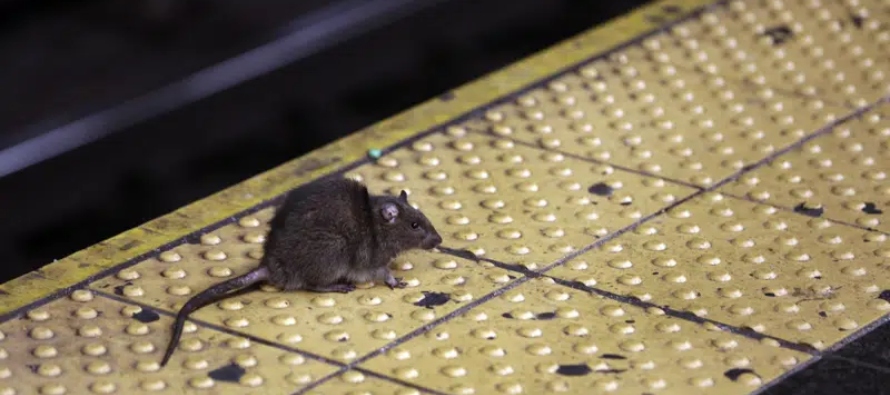 “Las ratas de Nueva York, astutas, voraces y prolíficas, son legendarias por su...