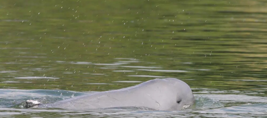 El primer censo de delfines del Irrawaddy en Camboya en 1997 estimó que su población...