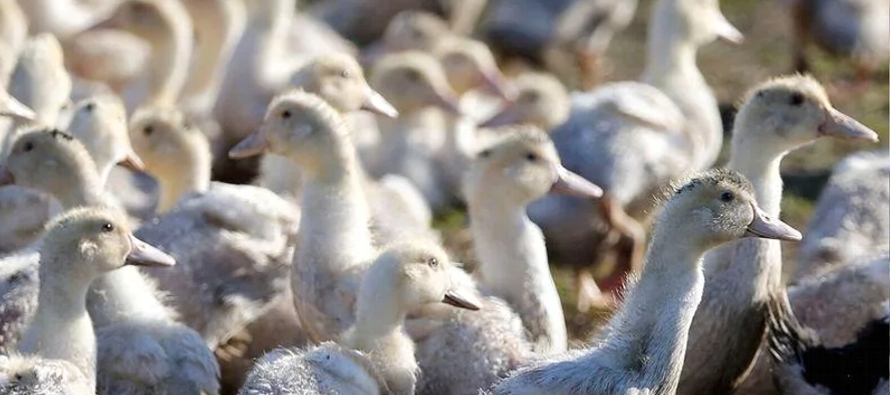 Quince países han notificado brotes de gripe aviar en aves de corral entre octubre y finales...