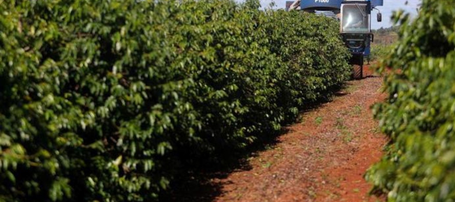 Guatemala y Honduras fueron los principales impulsores del aumento del flujo de café desde...
