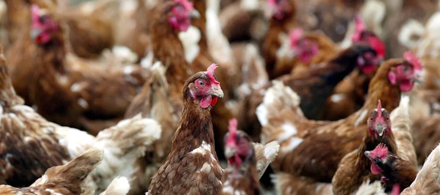 Unas 400,000 gallinas murieron en Uruguay entre el 20 y el 22 de enero debido a una ola de calor...