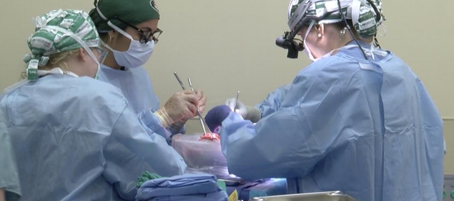 Esta vez, cirujanos en Alabama trasplantaron riñones de cerdo a un hombre con muerte...