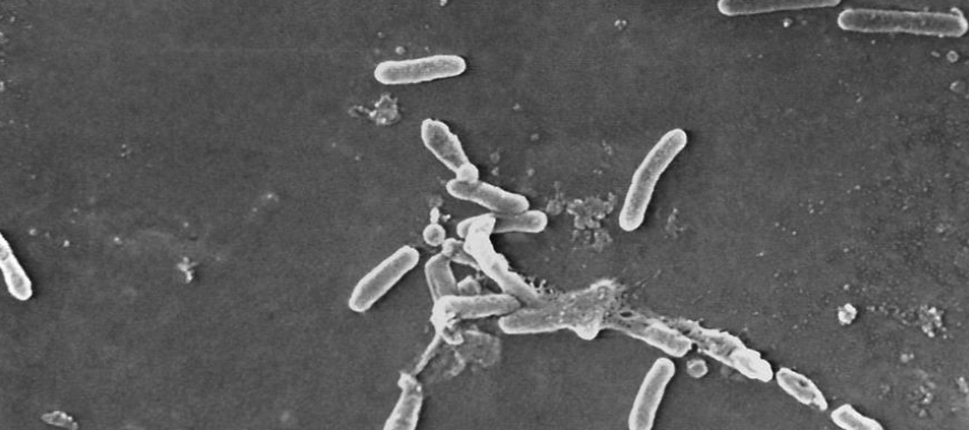 Superbacterias causan más de 1.2 millones de muertes