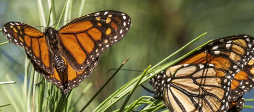 La mayor parte de las mariposas, más de 95,000, fueron localizadas en el condado de Santa...