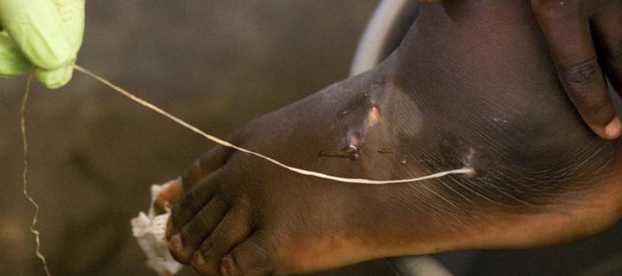 Las infecciones por el gusano de Guinea en animales, como perros y gatos, también...