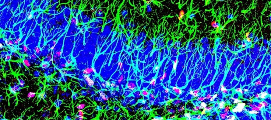 La clave reside en las células madre neurales, que tienen el potencial para generar nuevas...