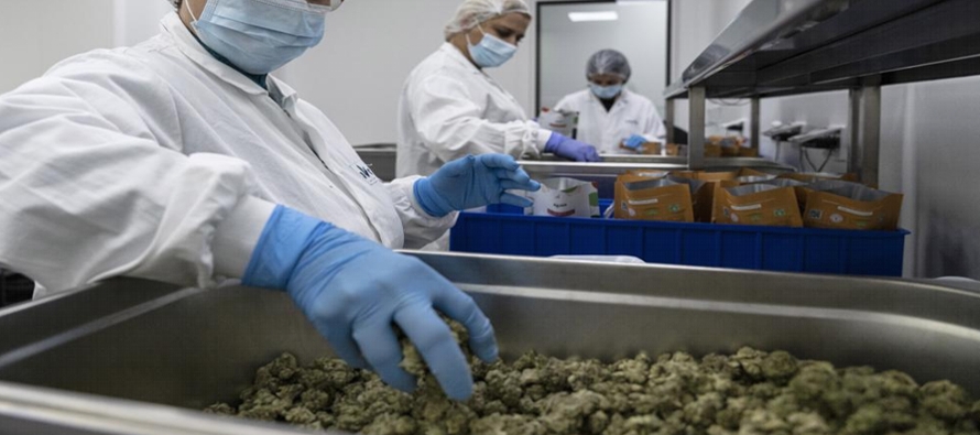 Israel es uno de los líderes mundiales en consumo de marihuana medicinal y la...