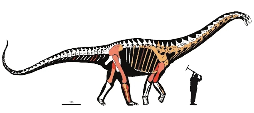 Los fósiles del esqueleto de Abditosaurus podrán contemplarse en el nuevo Museo de la...