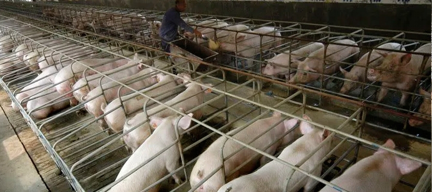 La producción de carne de China en 2020 se vio muy afectada por la peste porcina africana,...