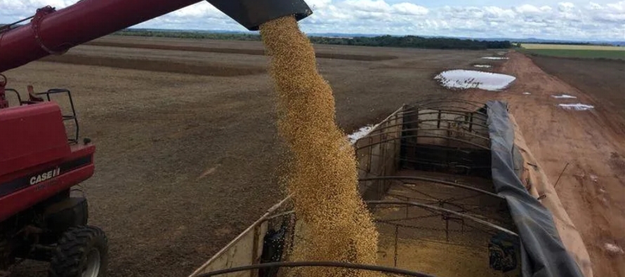 Los agricultores de Mato Grosso habían cosechado el 79% de su superficie de soja a finales...