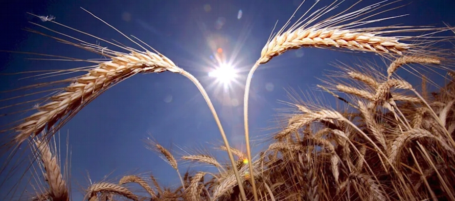 Los contratos de futuros de trigo, que en días recientes ya habían experimentado...