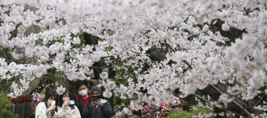 Los árboles están florecidos en muchas partes del país. El pico en Tokio fue...