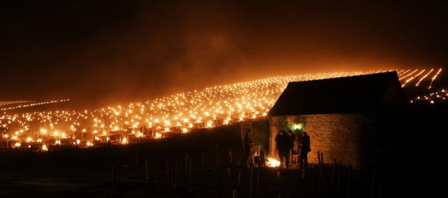 Algunos agricultores emplearon velas, mientras que otros trataban de calentar las vides con cables...