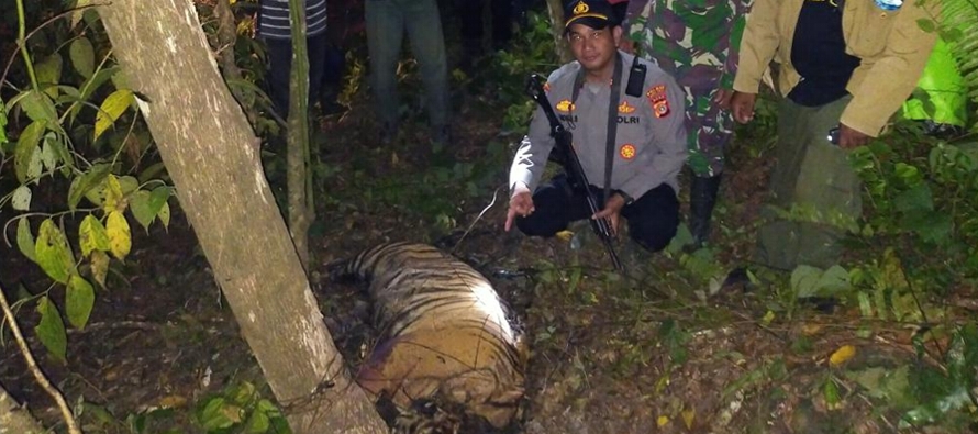Una tigresa y un tigre fueron encontrados muertos el domingo con lesiones en las patas causadas por...