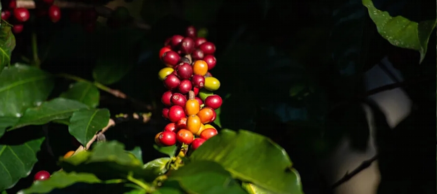 Los colombianos han sentido en sus bolsillos el peso de la inflación del café de los...