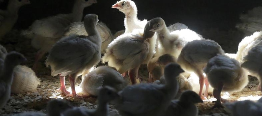 La variante actual del H5N1 ha estado propagándose entre las bandadas de pollos y pavos...