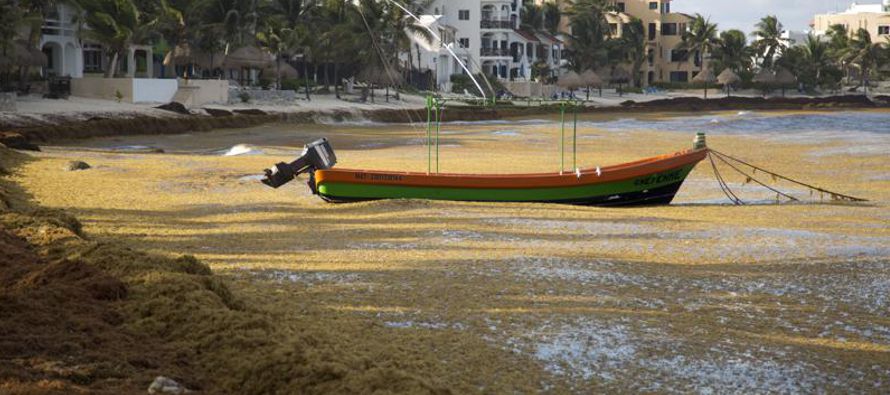 El problema del maloliente sargazo, un alga de gran tamaño, en la costa caribeña de...