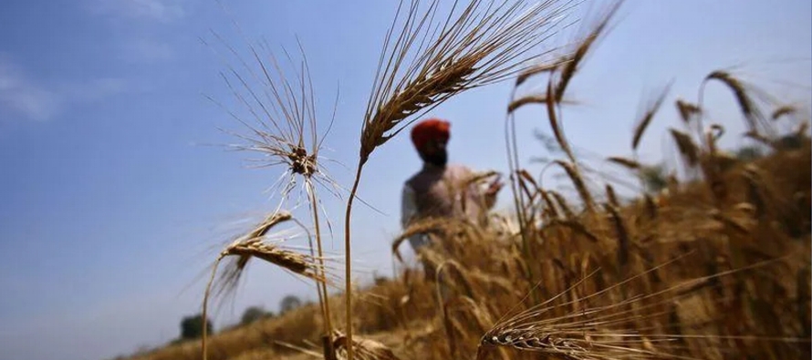 El trigo ha contribuido a que los precios mundiales de los alimentos, medidos por la agencia...