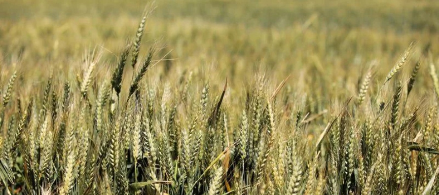 Trigo en Estados Unidos cae por exportaciones de cosecha rusa y conversaciones ONU sobre el grano