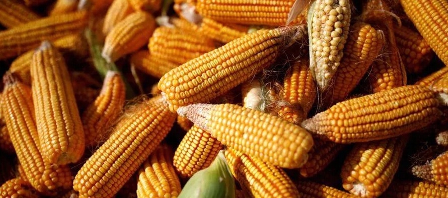 Las importaciones de maíz de China se dispararon hasta alcanzar un récord en 2021, ya...
