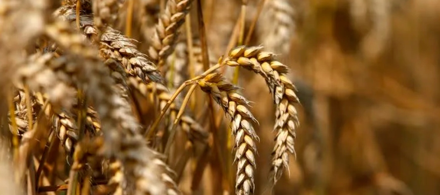 * La fortaleza del trigo se trasladó al mercado del maíz, que se encaminaba a romper...