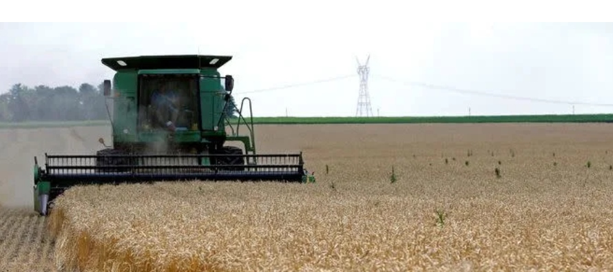 Los futuros del trigo estadounidense caían un 1,9% el martes por una toma de ganancias,...