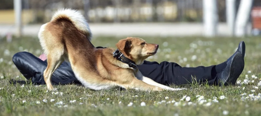 La domesticación de los perros ha implicado cambios en diferentes genes, generalmente en el...