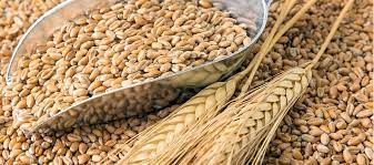 * El USDA calificó el 70% de la cosecha de soja como buena a excelente en sus primeras...
