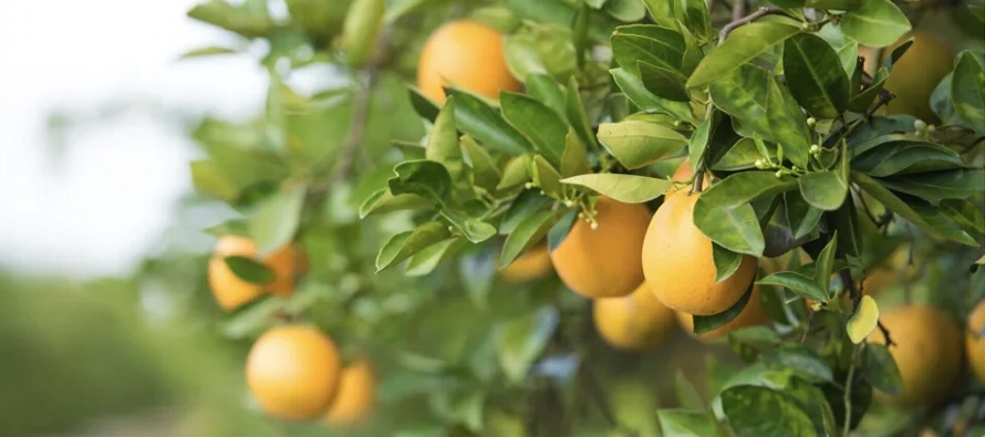 El Departamento de Agricultura de Estados Unidos calcula que la producción total de naranjas...