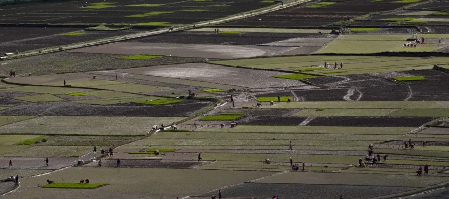 En Nepal, muchos proveedores dejaron de suministrar fertilizantes después de que los precios...