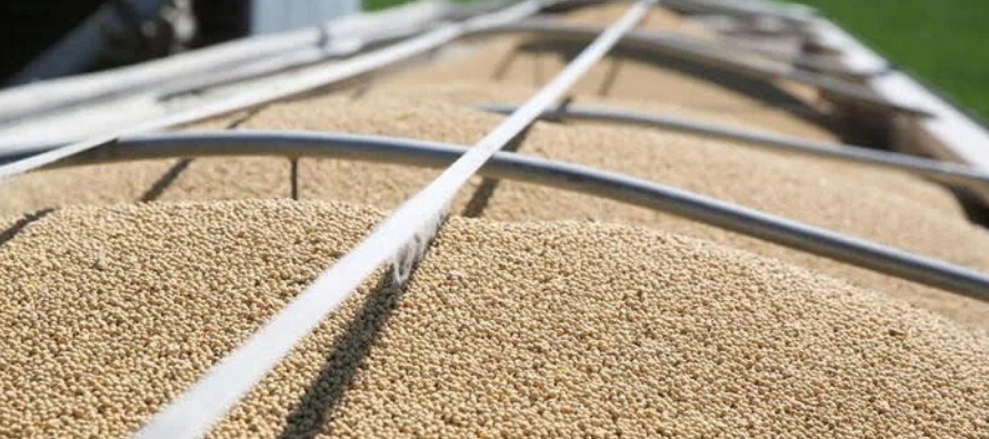 Agricultores Estados Unidos aumentan área de siembra de maíz; reducen superficie de soja: USDA