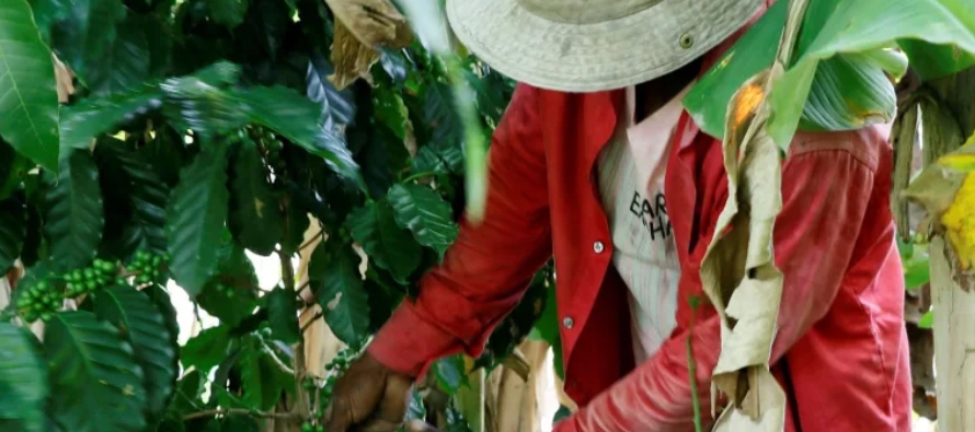 En lo que va de la presente cosecha, los principales compradores de café hondureño...