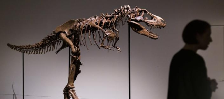 Un macho adulto pesaba habitualmente hasta dos toneladas y algunos paleontólogos especulan...