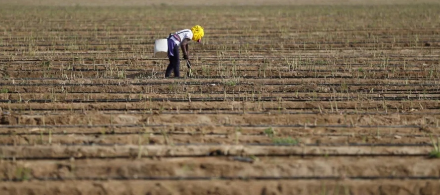 La producción agropecuaria en Perú creció 4 %, de enero de abril de este...