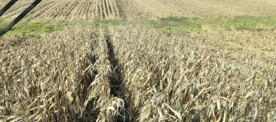 La producción de maíz de Estados Unidos en la campaña 2022/23 ascenderá...